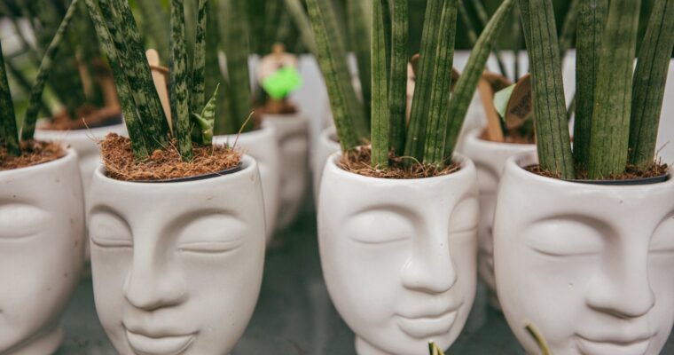 Systemy oczyszczania powietrza z wykorzystaniem roślin – biofilia w praktyce