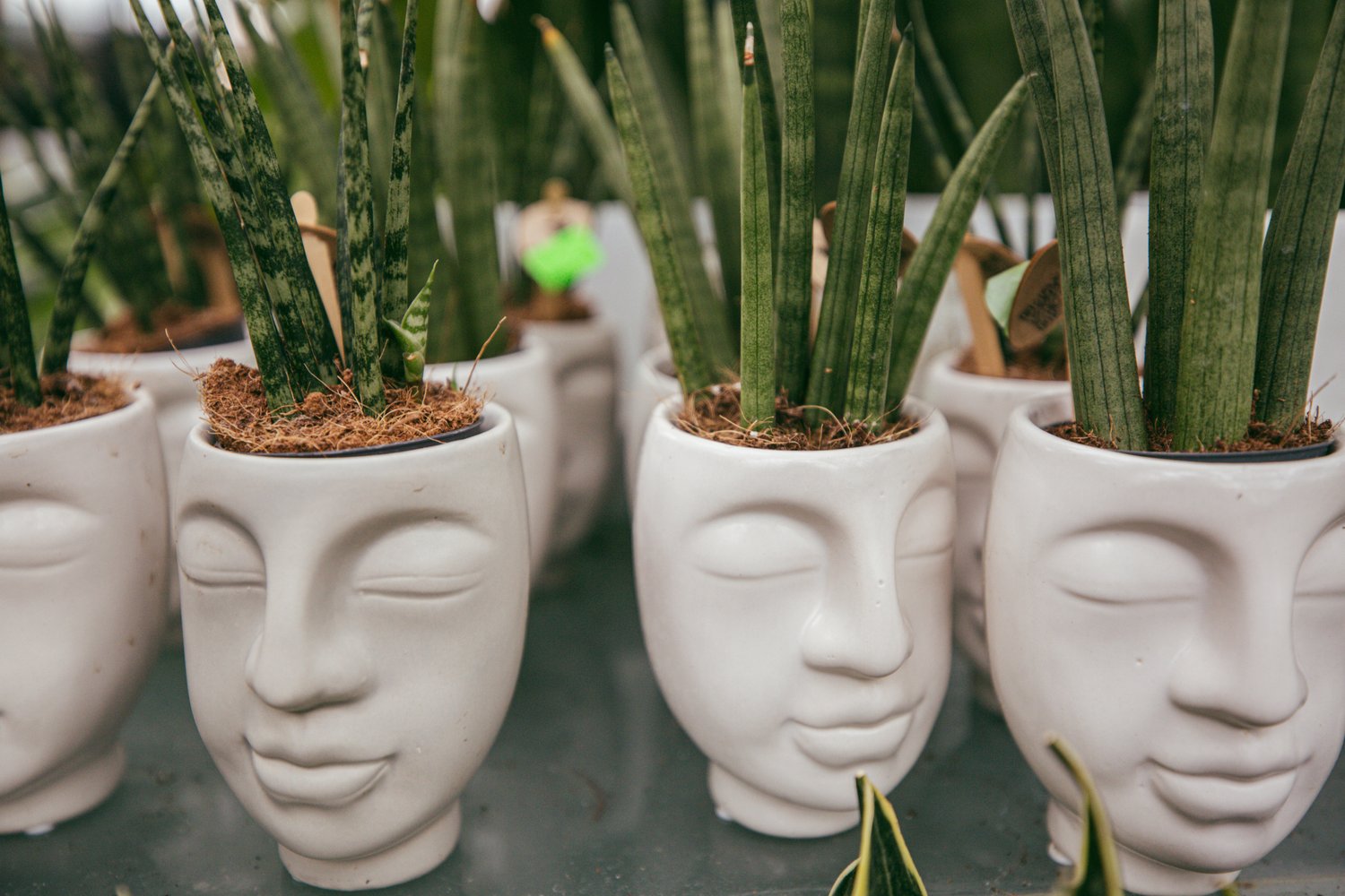 Systemy oczyszczania powietrza z wykorzystaniem roślin – biofilia w praktyce